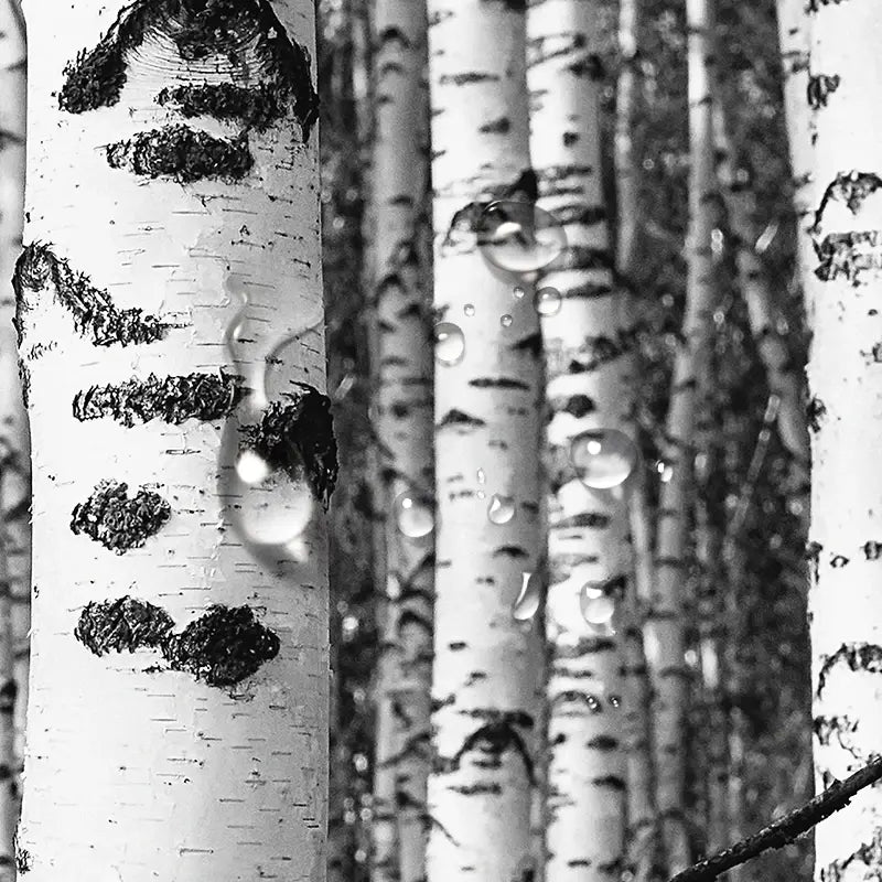 Mural gray birch woods forest wall wallpaper